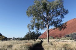 Sunset viewing at Uluru Australia - Sandra the Traveller