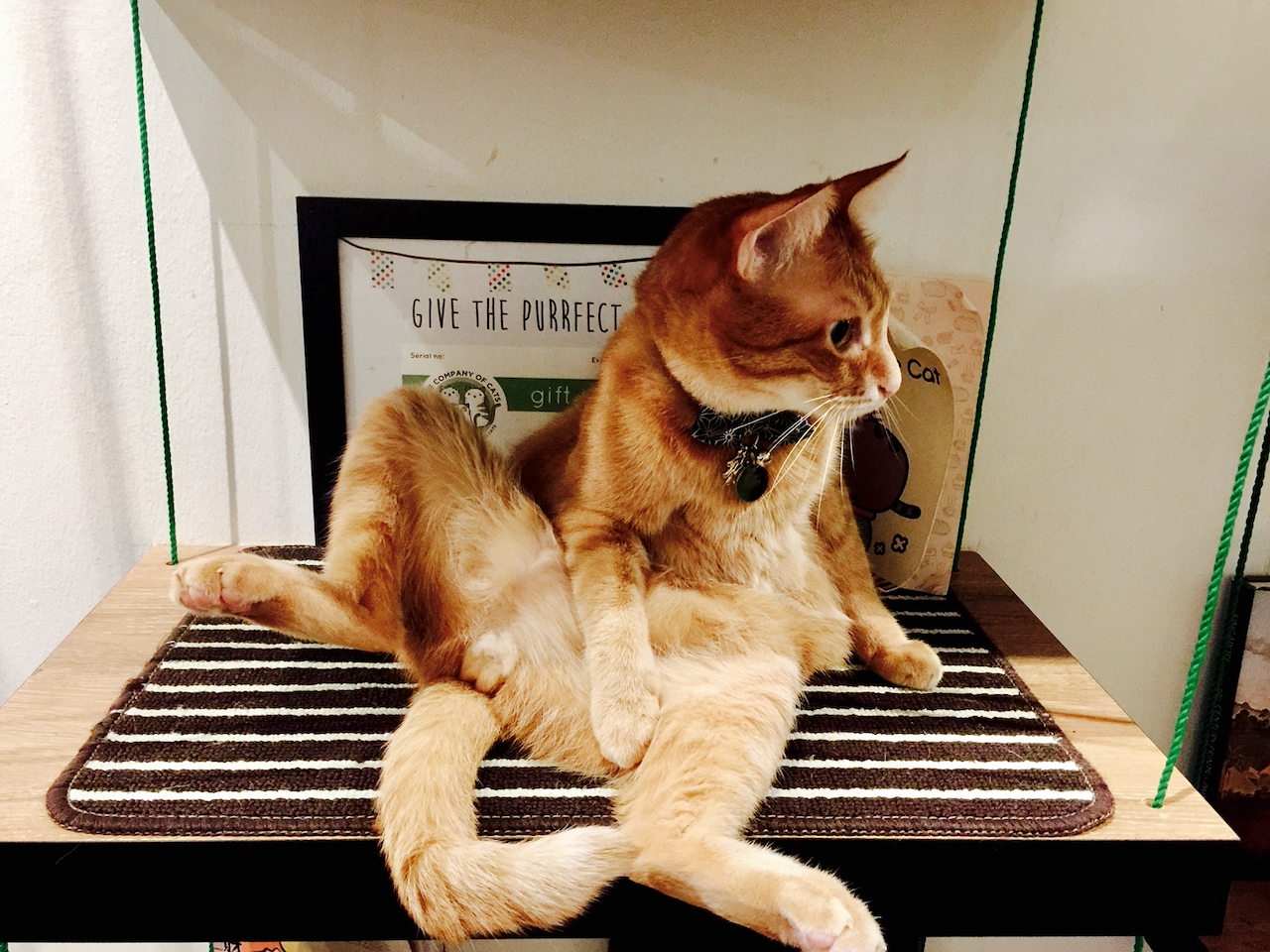 In the Company of Cats : Cat Café in Singapore