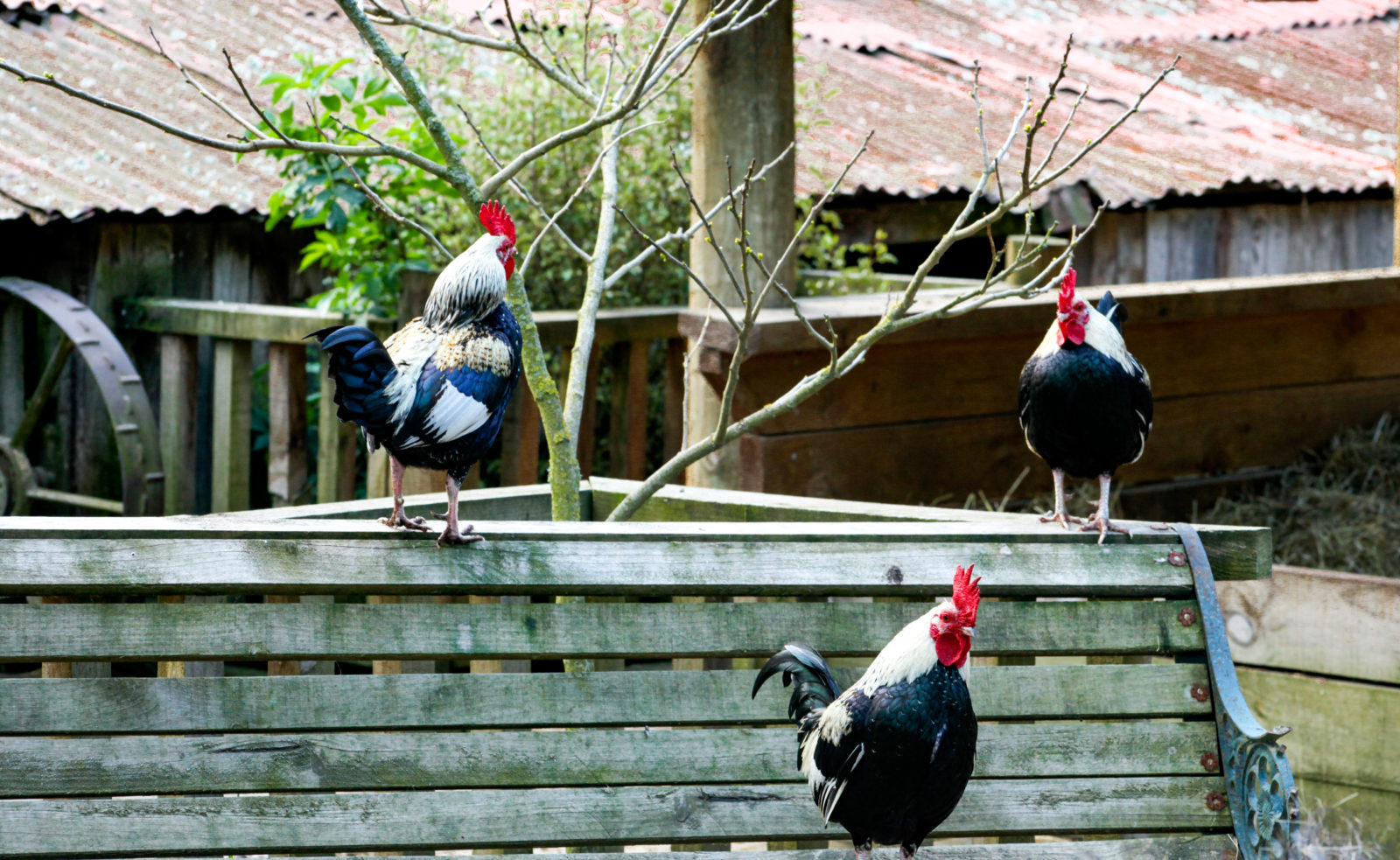 The Chicken Gang at Willowbank Wildlife Reserves Christchurch New Zealand 2009