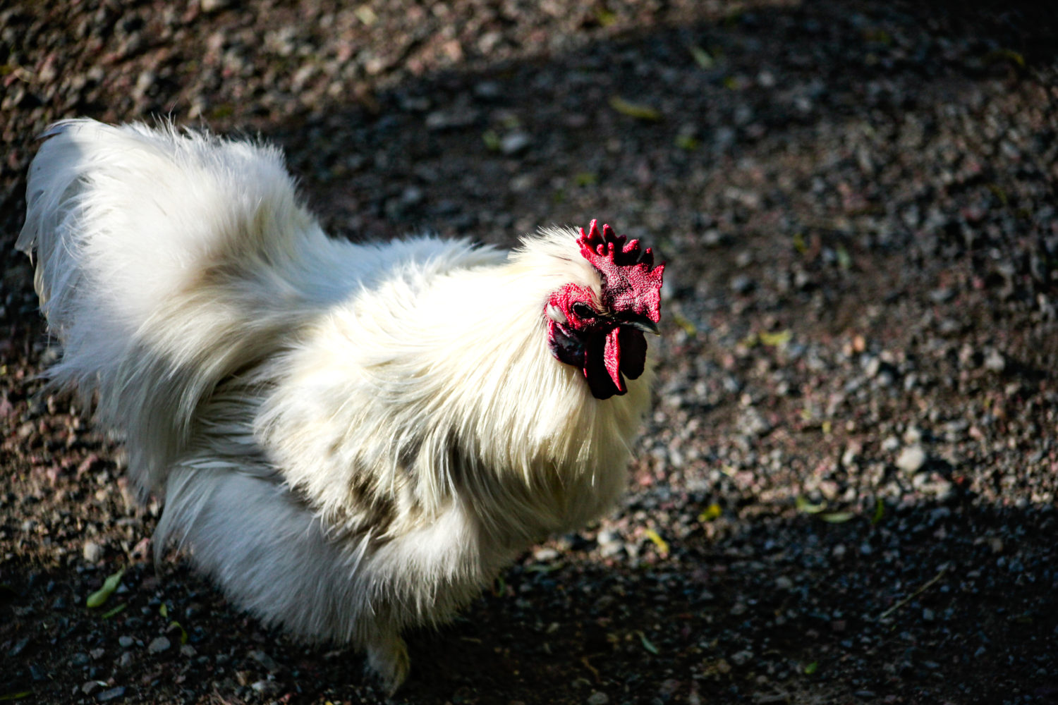 Chicken at WillowBank Wildlife Reserves New Zeland