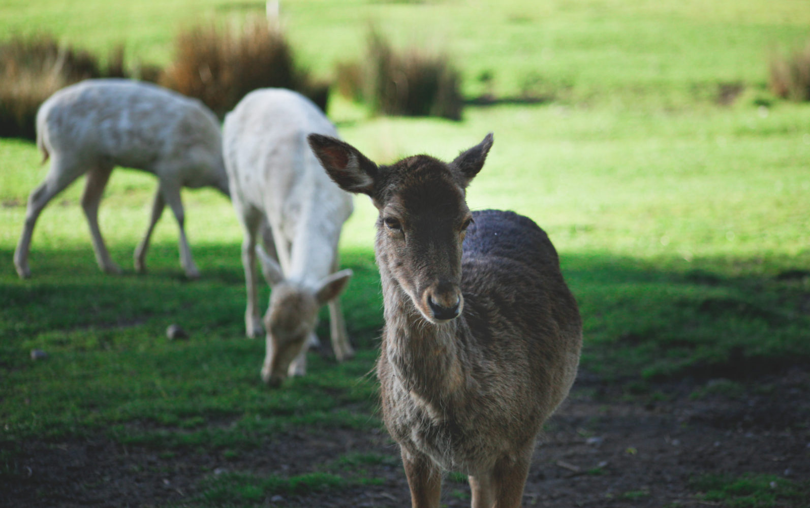 Deer at Willowbank Wildlife Reserves Christchurch New Zealand 2009