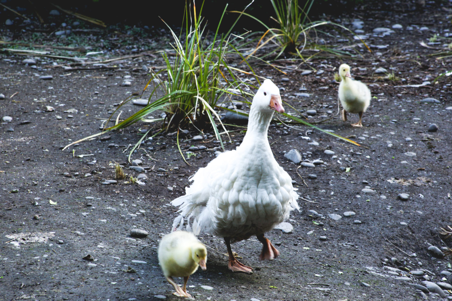 Duck Family Willowbank Wildlife Reserves New Zealand