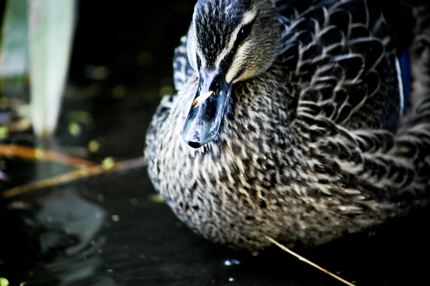 Duck at Willowbank Wildlife Reserves Christchurch New Zealand 2009