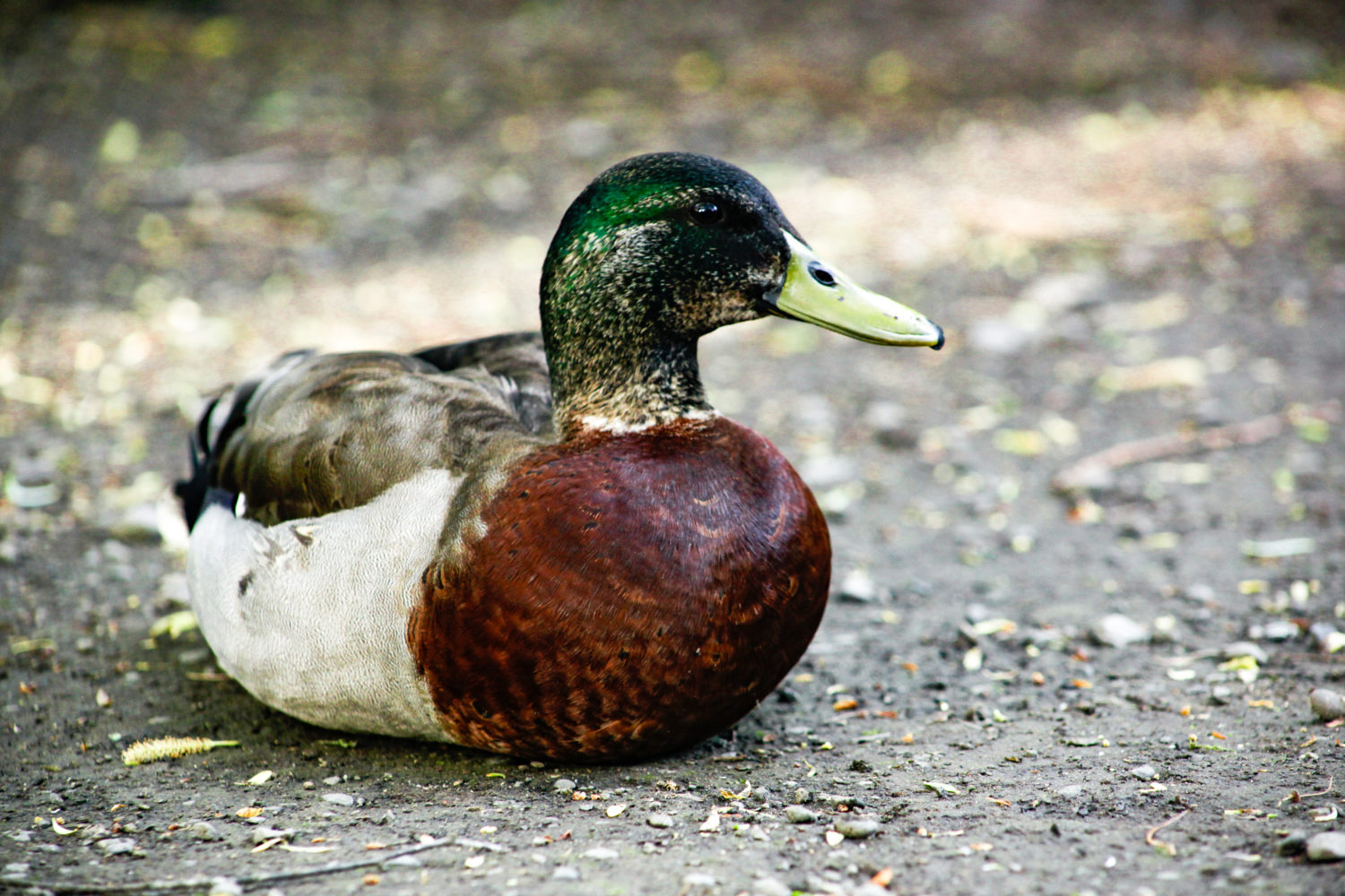 Duck at Willowbank Wildlife Reserves New Zealand