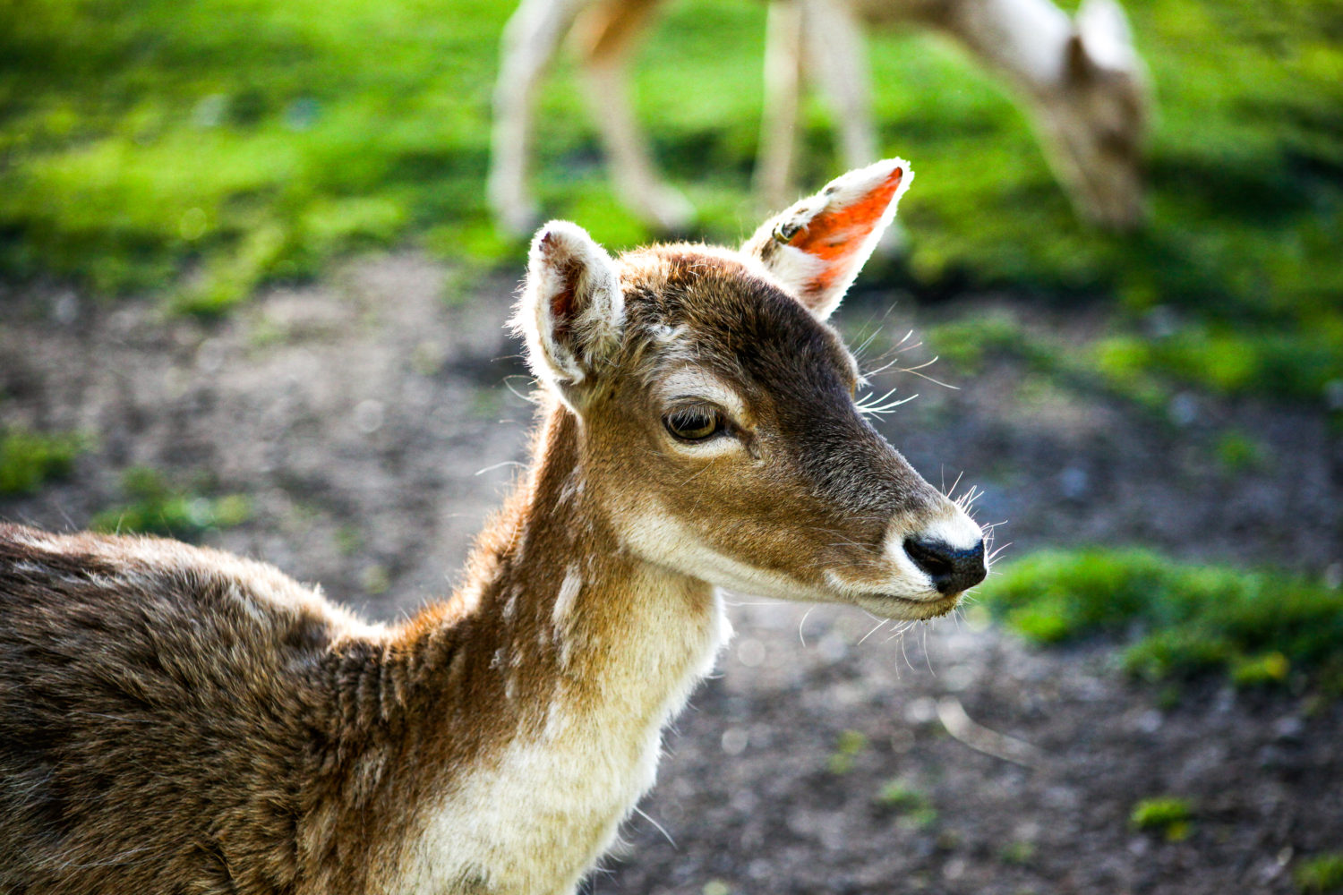 Little deer at Nature Reserves Christchurch NZ 2009