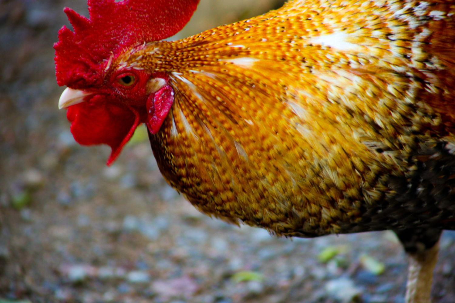 Willowbank Wildlife Reserves New Zealand 2009 Rooster