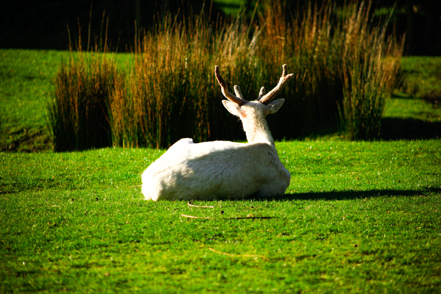 Stag at Willowbank Wildlife Reserves New Zealand
