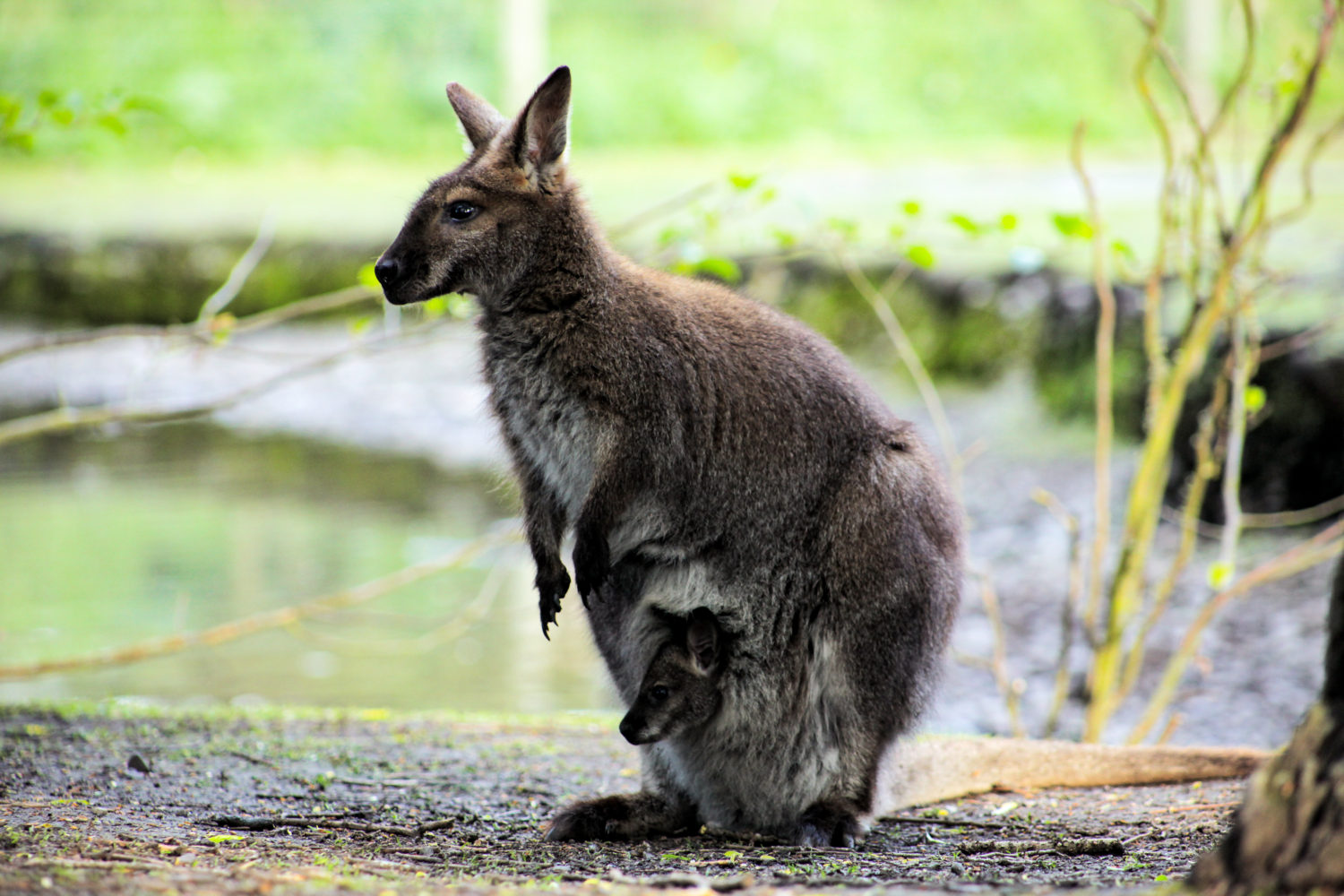 Wallaby mom & baby at Willowbank Wildlife Reserves New Zealand