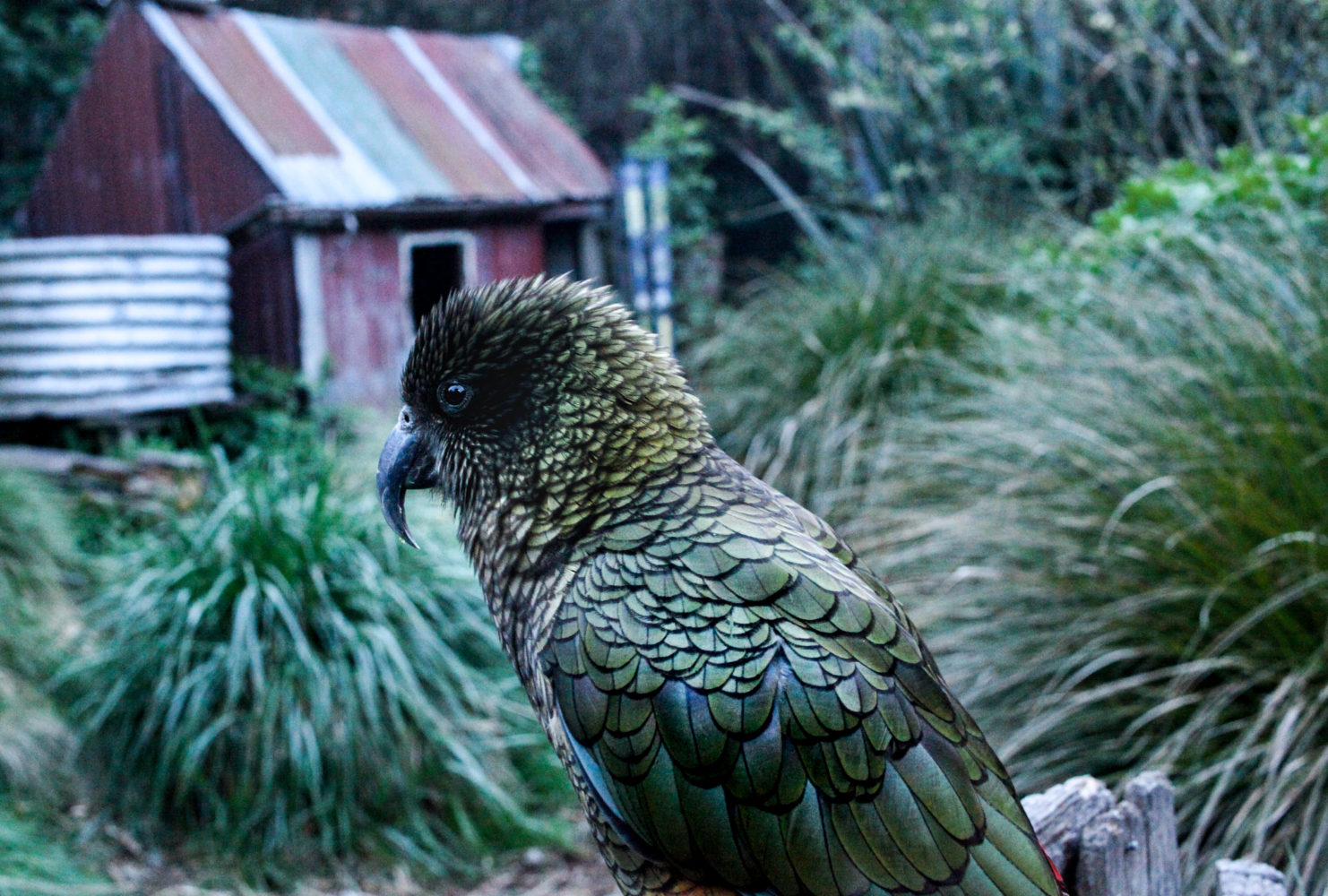 bird at WillowBank Wildlife Reserves New Zeland