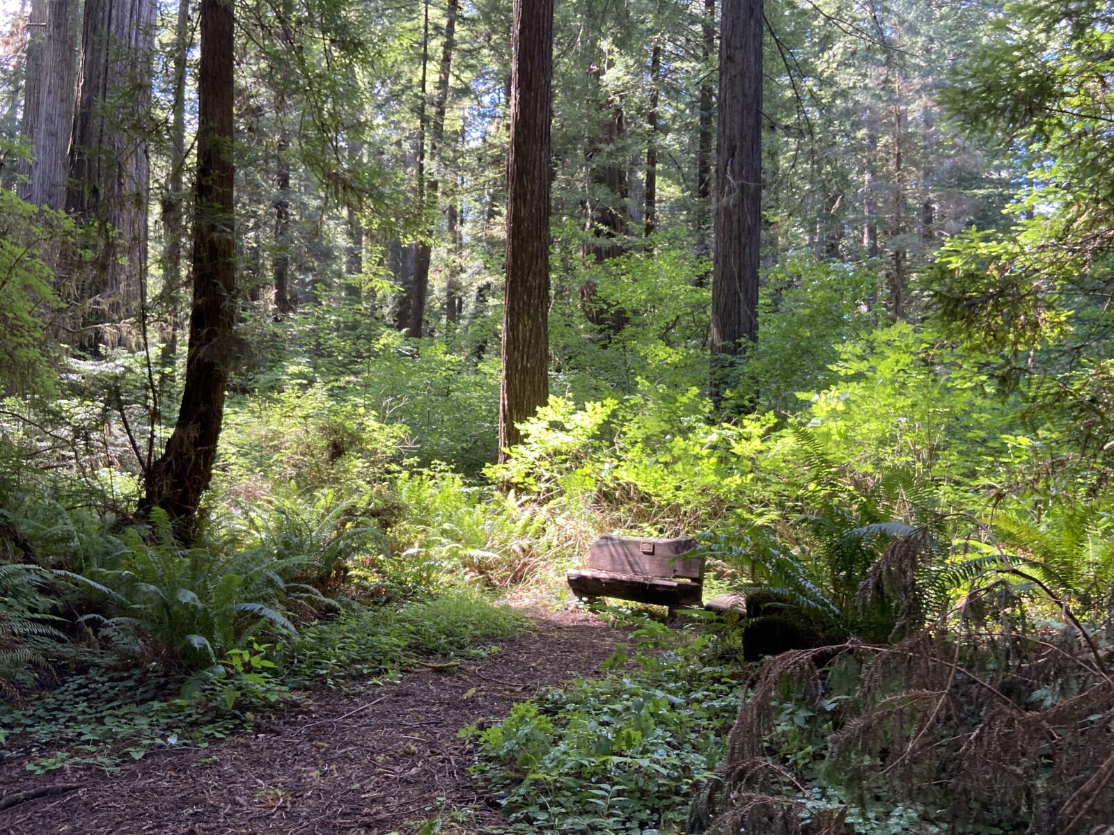 Seeing the Redwoods