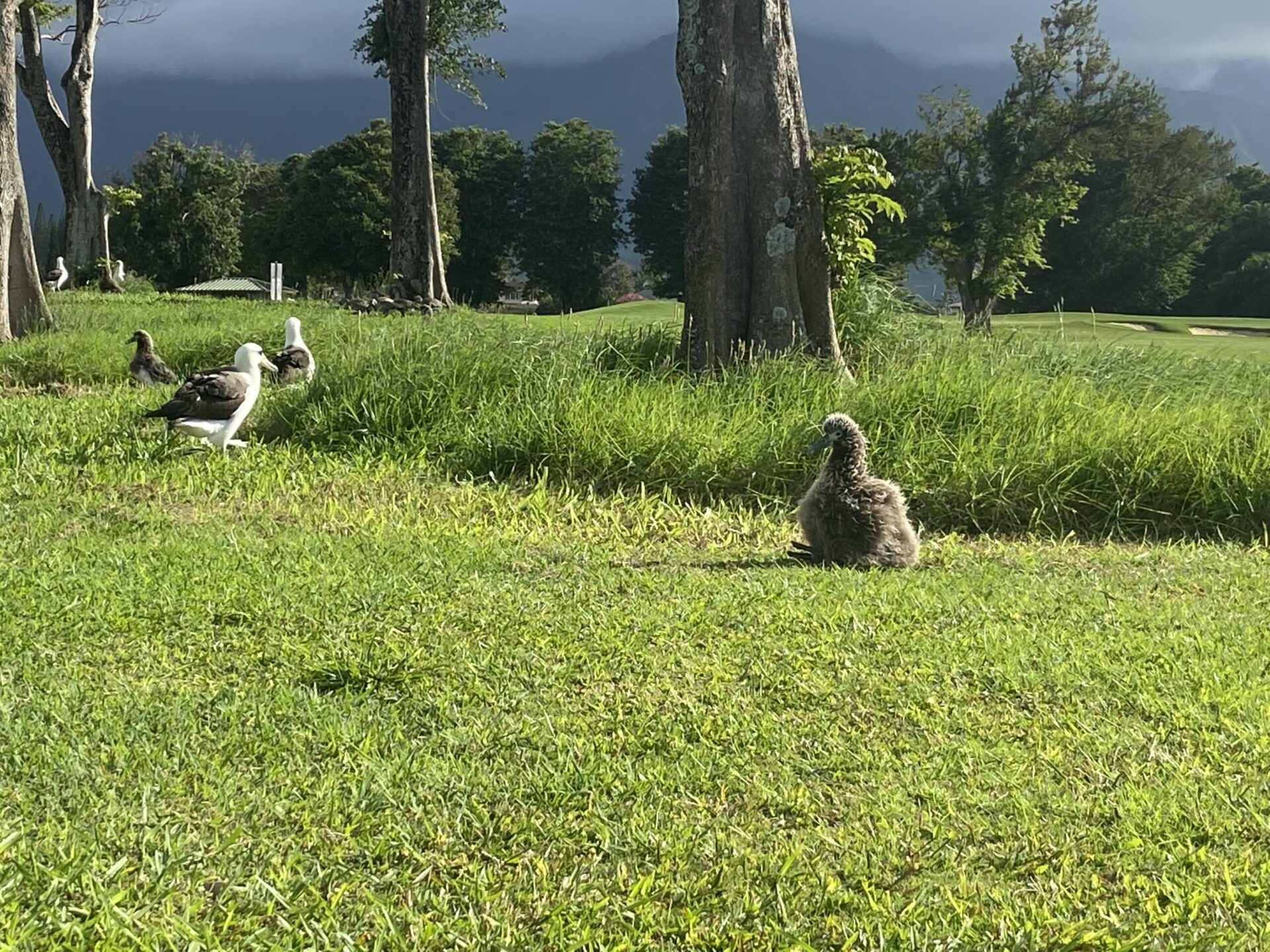 Albatross of Princeville, Kaua’i