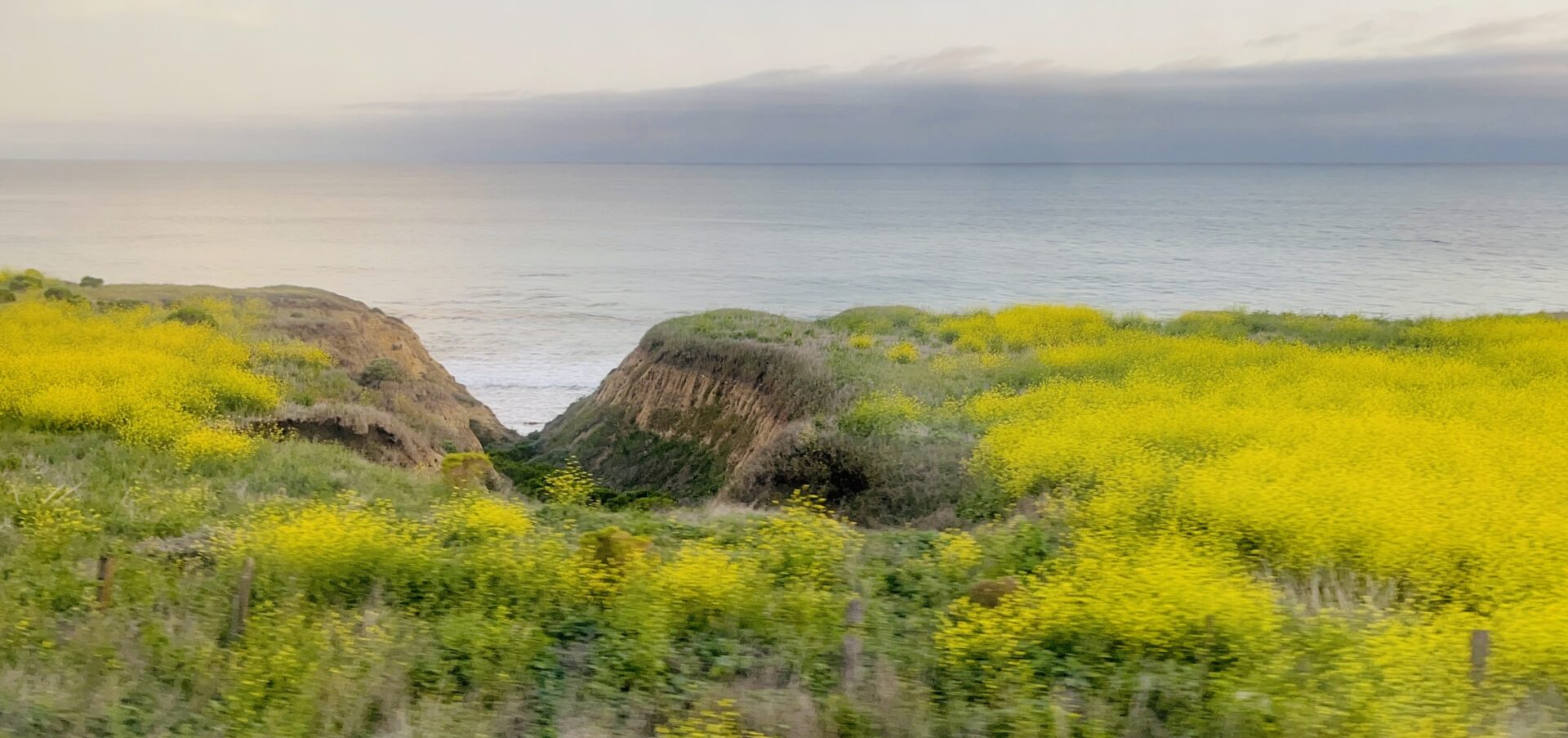 Bright yellow spring blooms, view from the Pacific Surfliner.